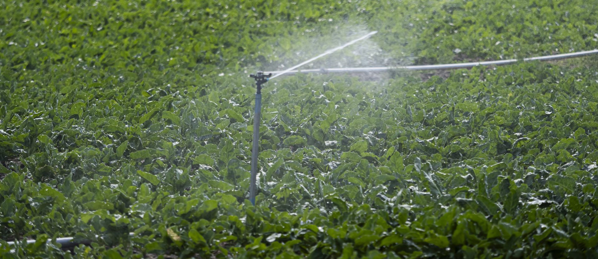 Descripción de la imagen